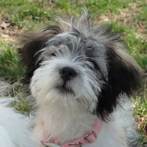 Meet your Posher, Annie