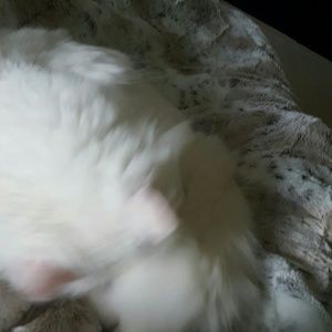 Meet your Posher, Sonya