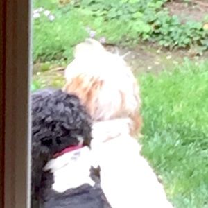 Meet your Posher, Dawn