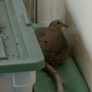 Meet your Posher, Robin