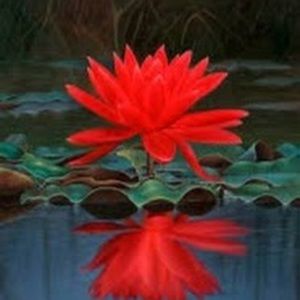 Meet your Posher, Lima