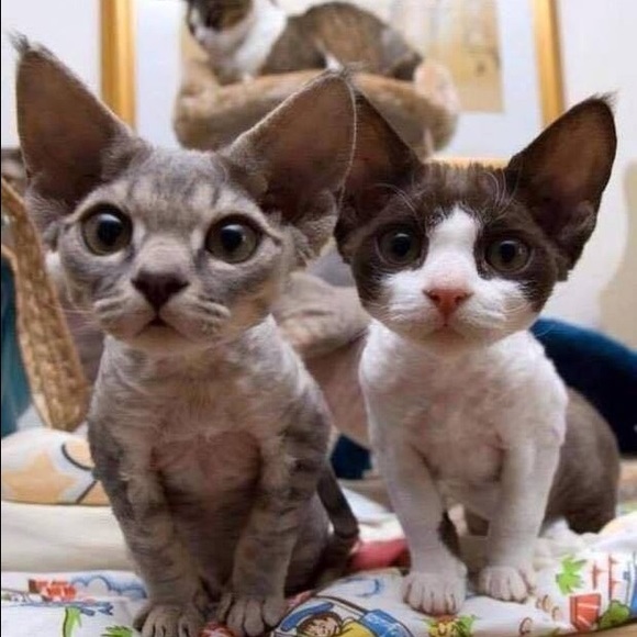 Meet your Posher, Danel