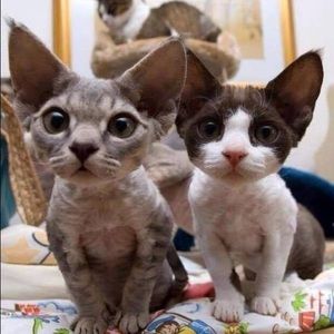 Meet your Posher, Danel