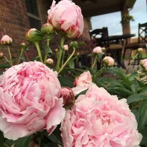 Meet your Posher, Ngan