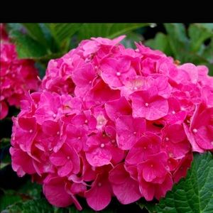 Meet your Posher, Francesca