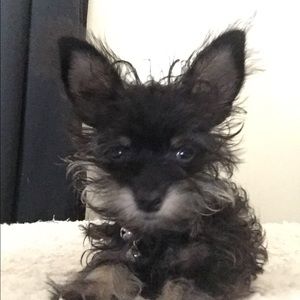 Meet your Posher, Liz