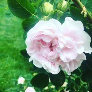 Meet your Posher, Cass