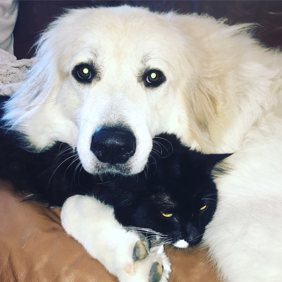 Meet your Posher, Taylor - Picture 3 of 4