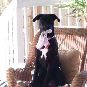 Meet your Posher, Darci