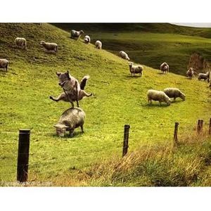 Meet your Posher, Yasmin