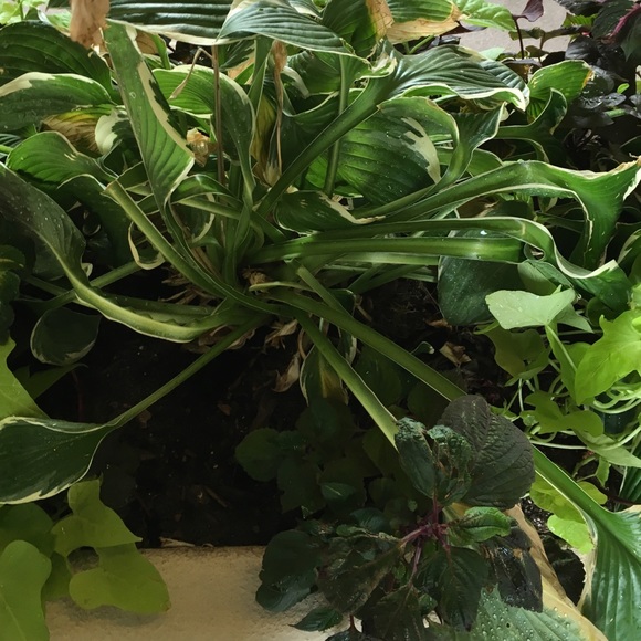 Meet your Posher, Cristy