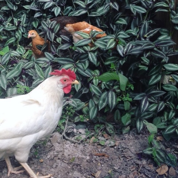 Meet your Posher, Vanana! - Picture 3 of 4