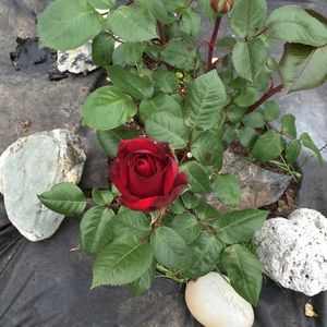 Meet your Posher, Traci