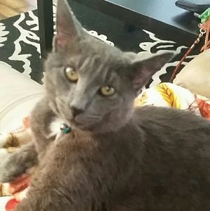 Meet your Posher, Tonian