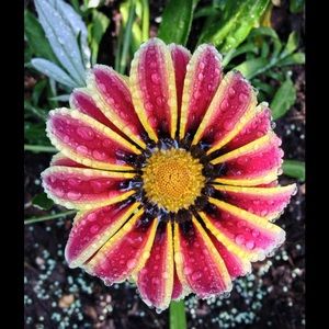 Meet your Posher, Rhonda