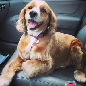 Meet your Posher, Elana