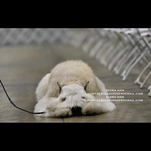 Meet your Posher, Larry