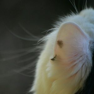 Meet your Posher, Liza