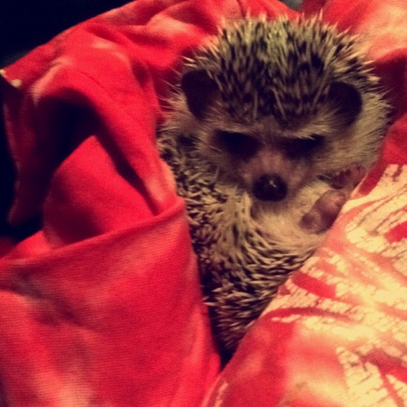 Meet your Posher, Robert