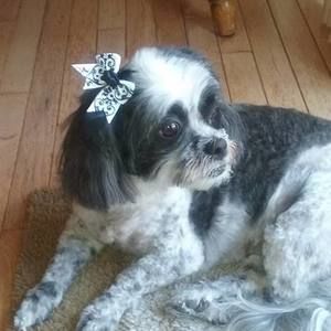 Meet your Posher, Sandy