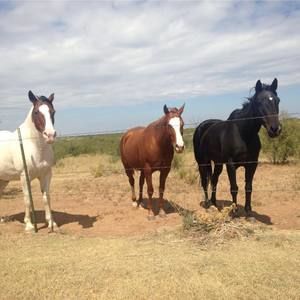 Meet your Posher, Leslie