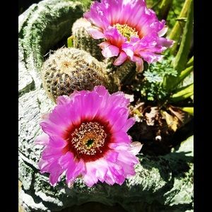 Meet your Posher, Isaura