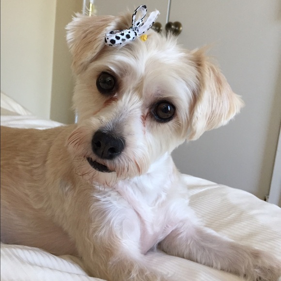 Meet your Posher, Pamela - Picture 3 of 10