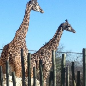 Meet your Posher, Susan