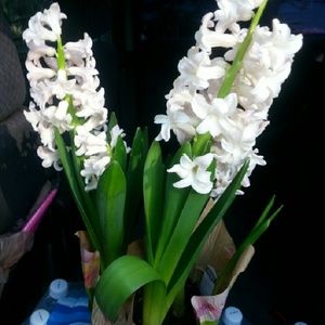 Meet your Posher, Minerva