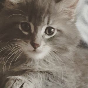 Meet your Posher, Heidi