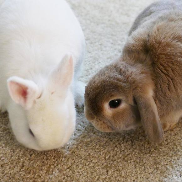 Meet your Posher, Lily