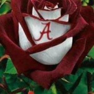 Meet your Posher, Annie