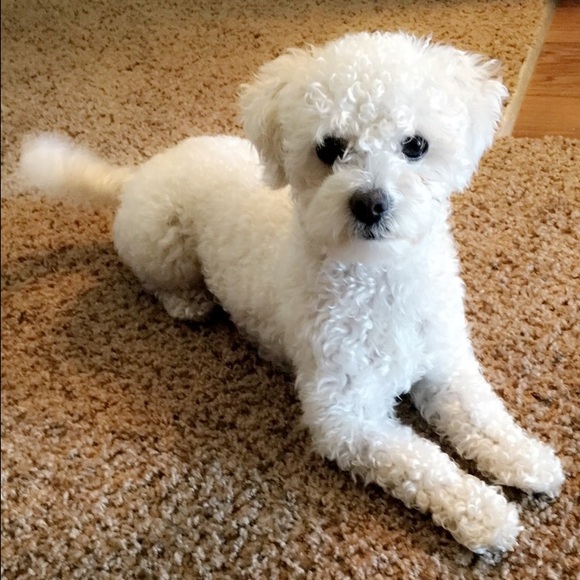 Meet your Posher, Annie - Picture 1 of 1