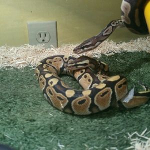 Meet your Posher, Katelyn