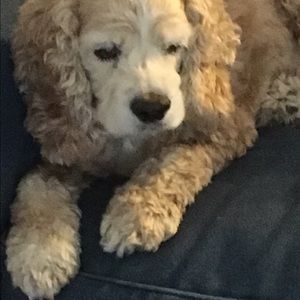 Meet your Posher, Harriett