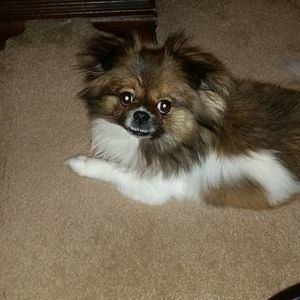 Meet your Posher, Debbie