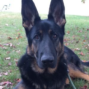 Meet your Posher, Holly