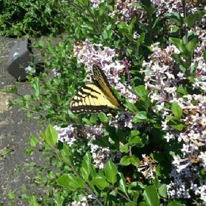 Meet your Posher, Jacqualyn