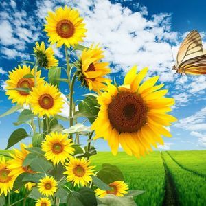 Meet your Posher, Ann