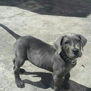 Meet your Posher, Dailys