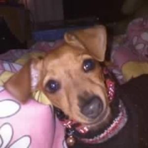 Meet your Posher, Desiree