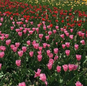 Meet your Posher, Swetha