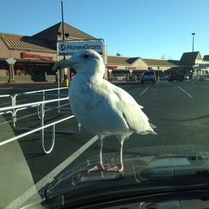 Meet your Posher, Susanne