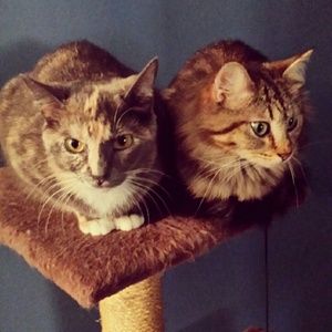 Meet your Posher, Maggie