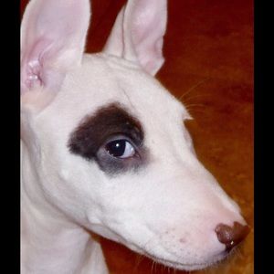 Meet your Posher, Vicki