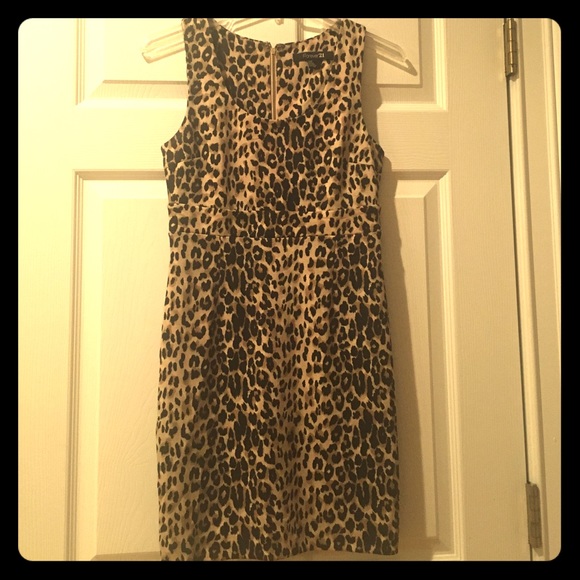 Cheetah Cheetah 🐆