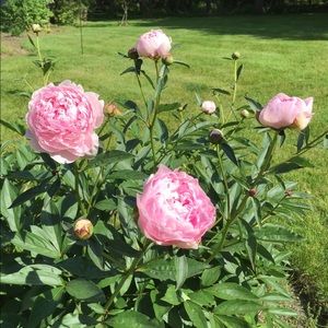 Meet your Posher, Michele