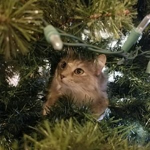 Meet your Posher, Diamond