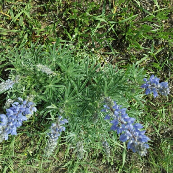 Meet your Posher, Patricia - Picture 1 of 1