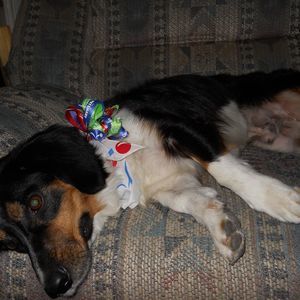 Meet your Posher, Barbara